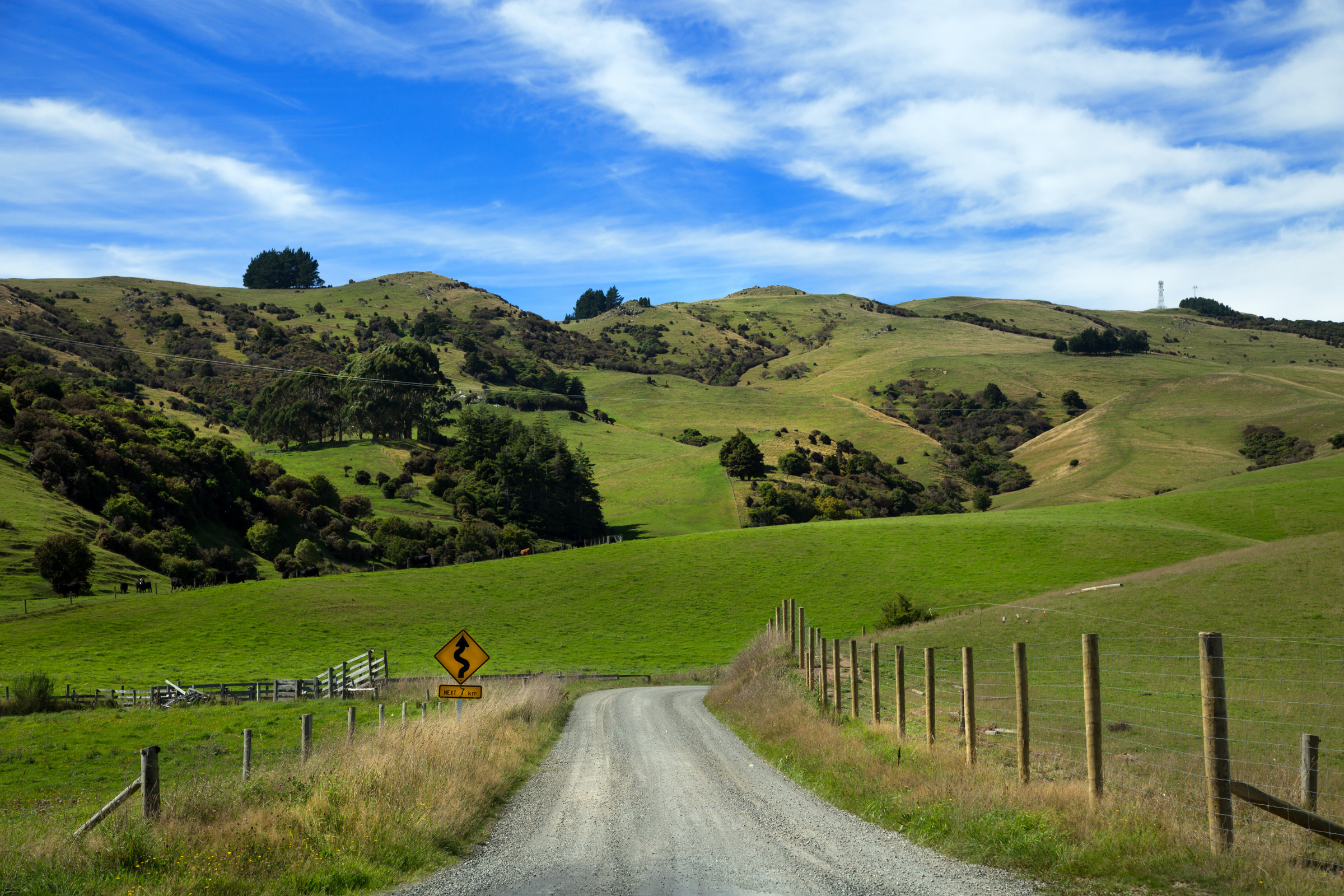 antipodes islands (3).webp
